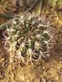Gymnocalycium saglionis