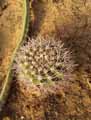 Gymnocalycium valnicekianum