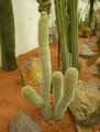 Haageocereus bicolor