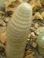 Mammillaria albilanata