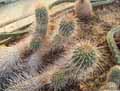 Mammillaria bombycina