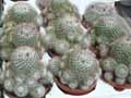Mammillaria bombycina
