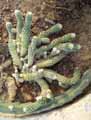 Mammilaria elongata