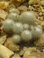 Mammillaria geminispina