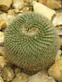 Mammillaria haageana subsp. haageana