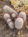 Mammilaria lautii