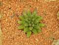 Mammilaria longimamma