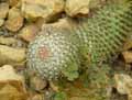 Mammillaria polythele subsp. obconella