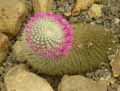 Mammillaria spinosissima