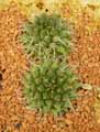 Mammilaria tolimensis