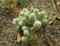 Mammillaria vetula ssp. gracilis