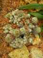 Mammillaria vetula ssp. gracilis