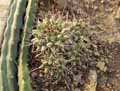 Mammillaria winterae