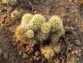 Mammillaria x kuentzii