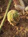 Matucana madisoniorum