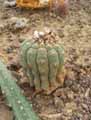 Matucana madisoniorum