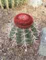 Melocactus azureus