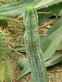 Myrtillocactus geometrizans