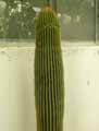 Neobuxbaumia polylopha