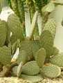 Opuntia basilaris x sanguinea