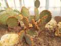 Opuntia engelmannii subsp. aciculata