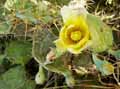 Opuntia ficus-indica