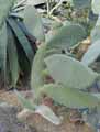 Opuntia leucotricha