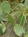 Opuntia macrocentra