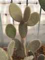 Opuntia pailana