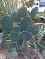 Opuntia phaecantha
