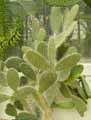 Opuntia pilifera