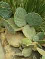 Opuntia robusta