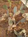 Opuntia rufida