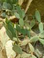 Opuntia rufida