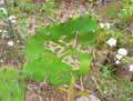 Opuntia sp.