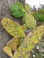 Opuntia sp.
