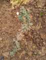 Opuntia tunicata