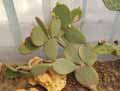 Opuntia vulgaris