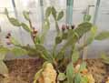 Opuntia vulgaris