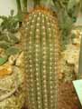 Oreocereus celsianus