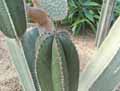 Pachycereus marginatus