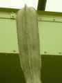 Pachycereus marginatus