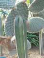 Pachycereus marginatus