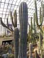 Pachycereus pringlei