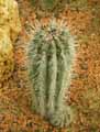 Pachycereus pringlei
