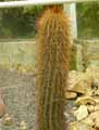 Pachycereus sp.