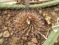 Parodia herteri