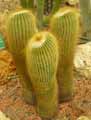 Parodia leninghausii