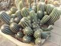 Parodia magnifica