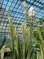 Philosocereus leucocephalus
